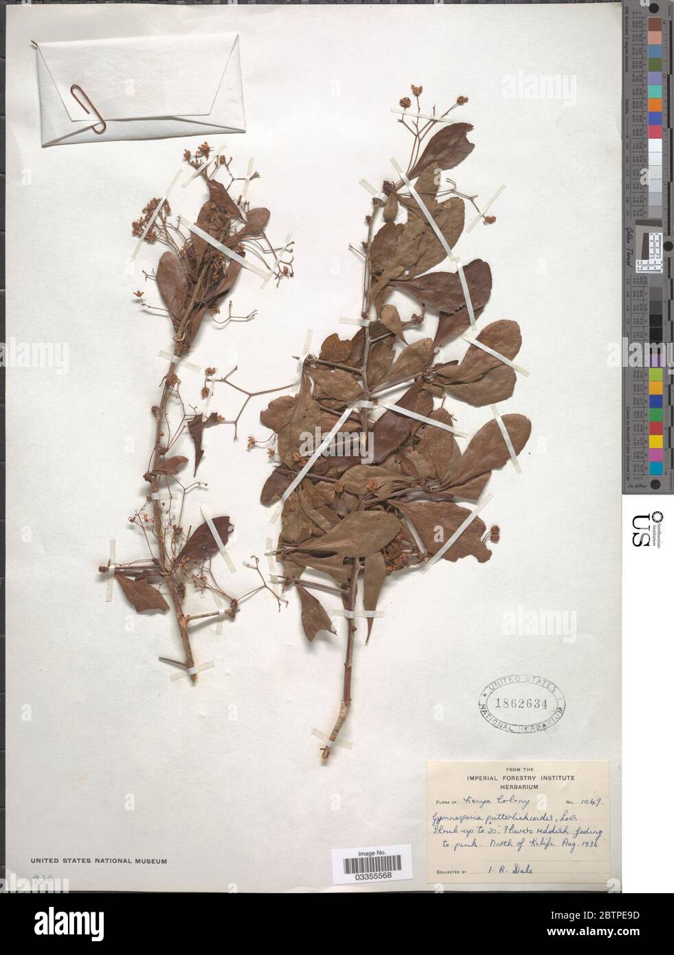 Gymnosporia putterlickioides Loes. Stock Photo