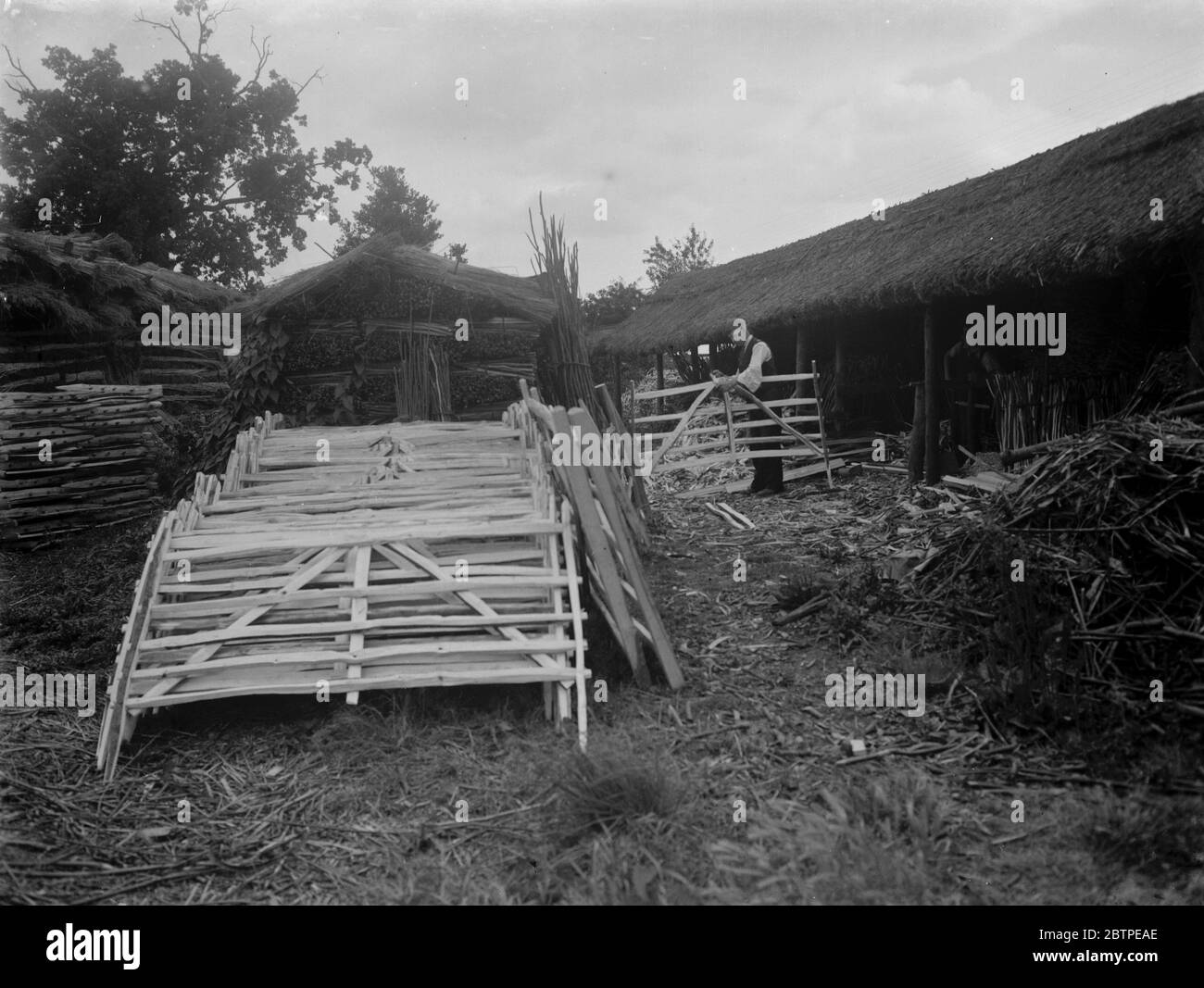 Hurdle making . 1937 Stock Photo Alamy
