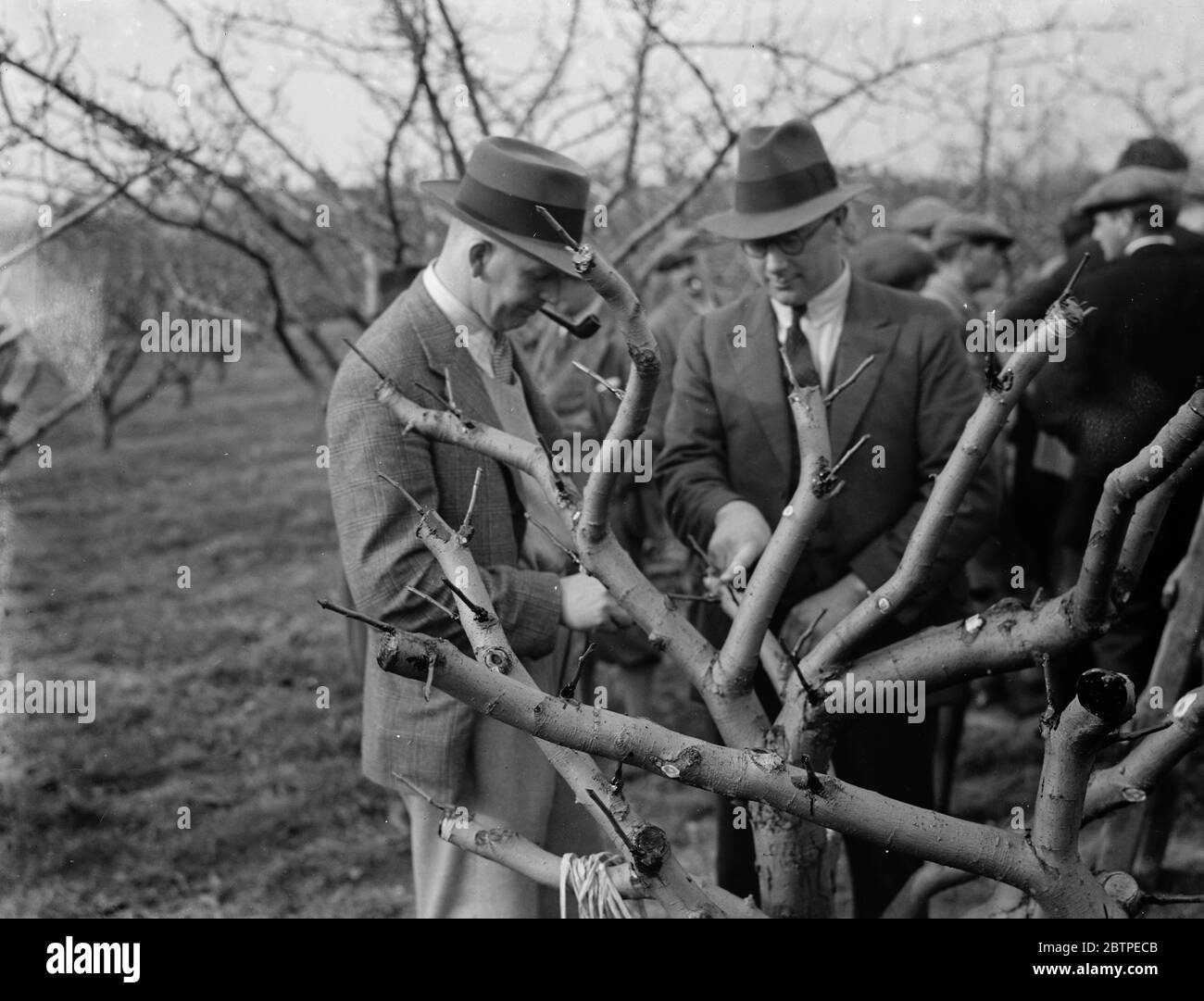 Grafting wax Black and White Stock Photos & Images - Alamy