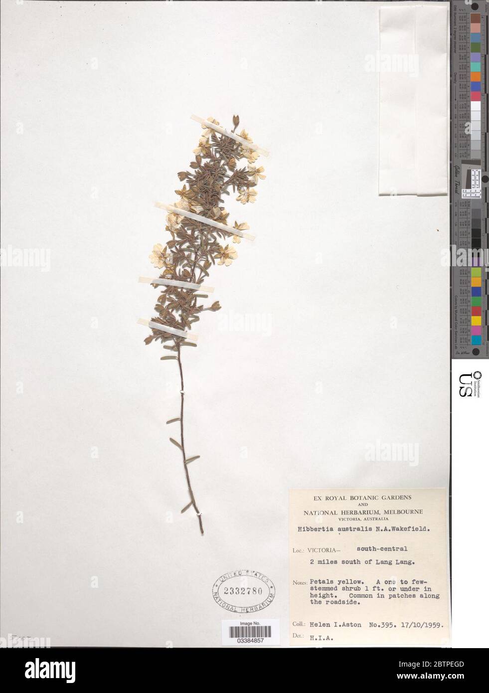 Hibbertia australis NA Wakef. Stock Photo