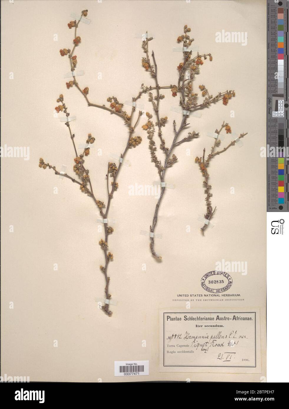 Hermannia pallens Eckl Zeyh. Stock Photo