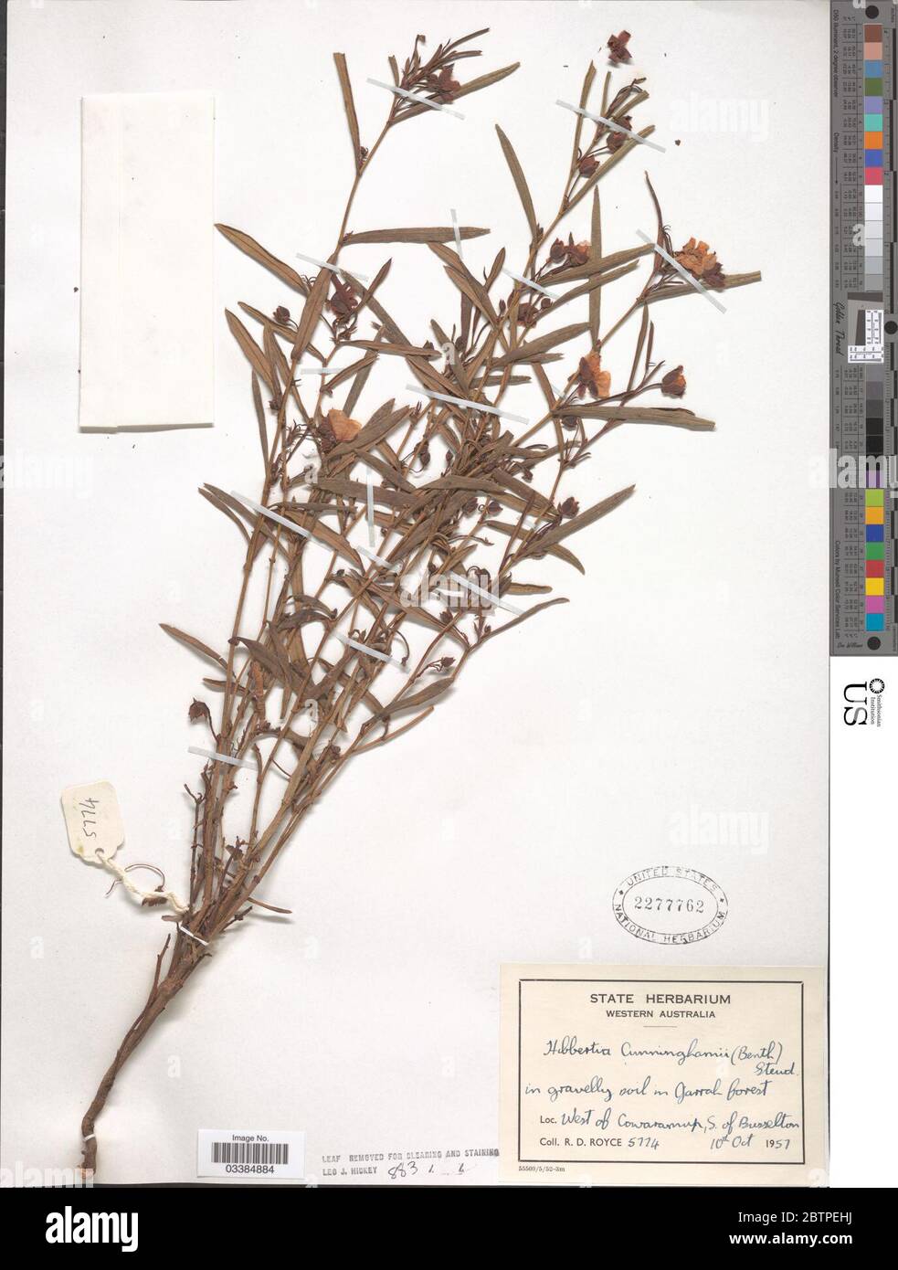 Hibbertia cunninghamii Aiton ex Hook. Stock Photo