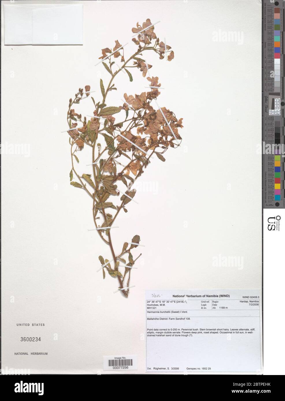 Hermannia burchellii Verdc. Stock Photo