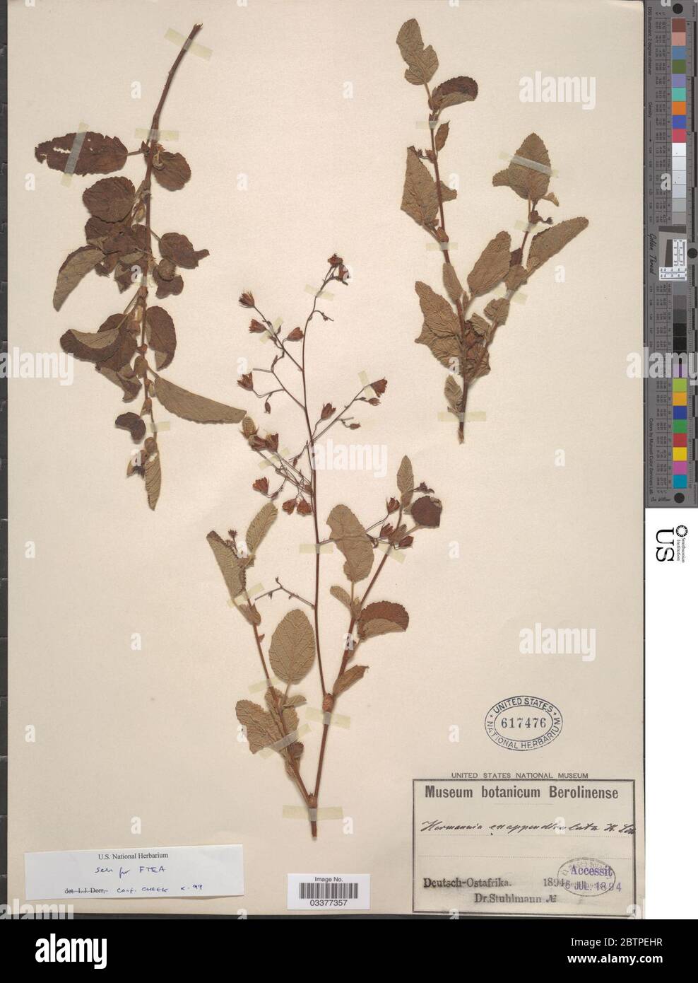 Hermannia exappendiculata Mast K Schum. Stock Photo