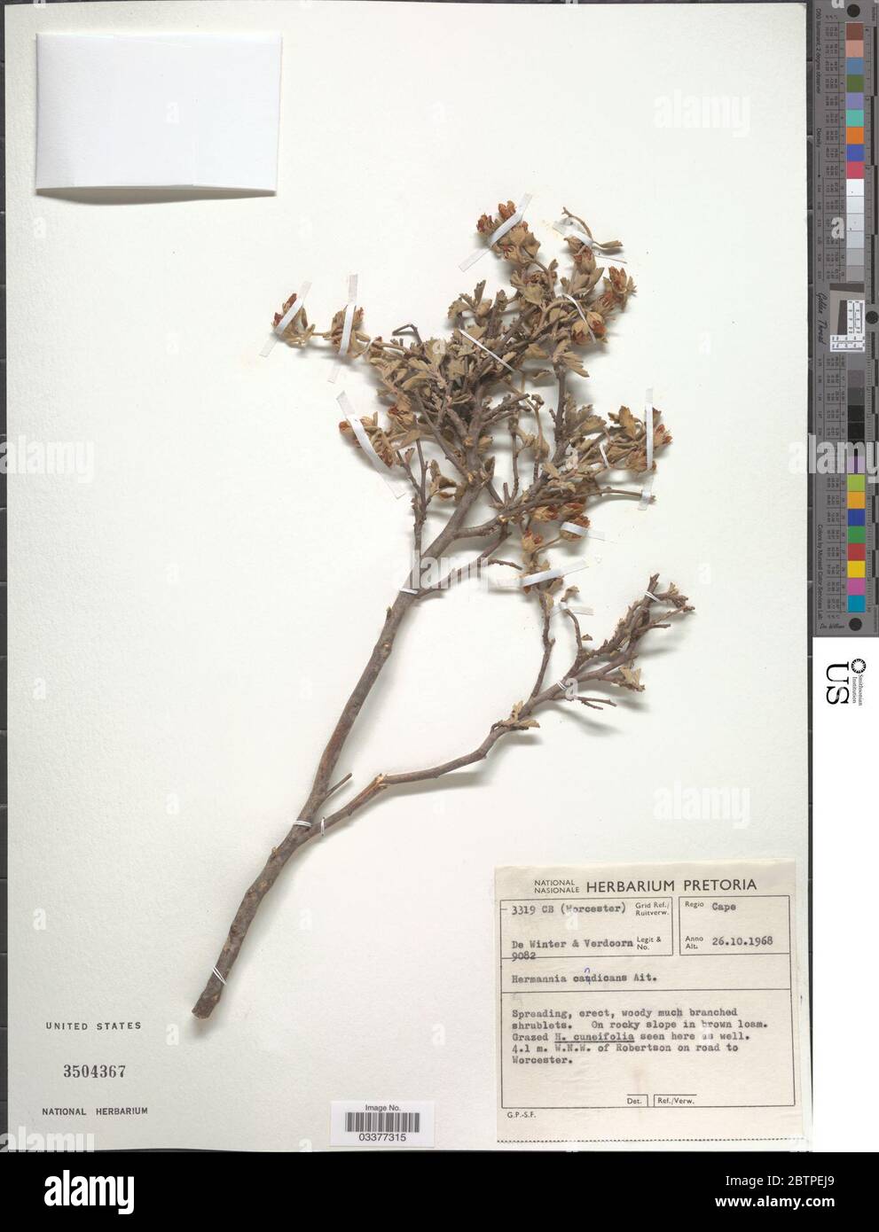 Hermannia candicans Aiton. Stock Photo