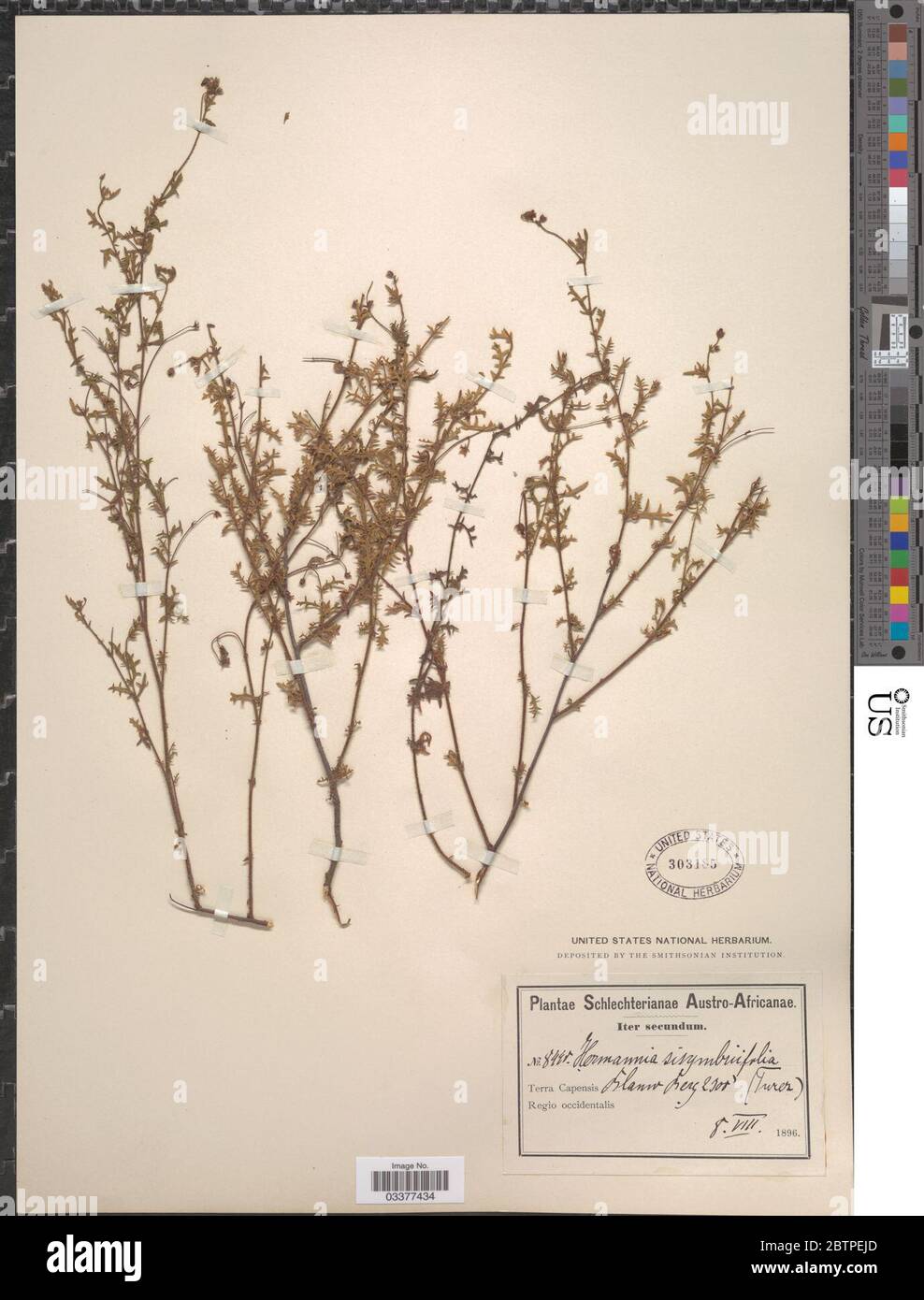 Hermannia sisymbriifolia Hochr. Stock Photo