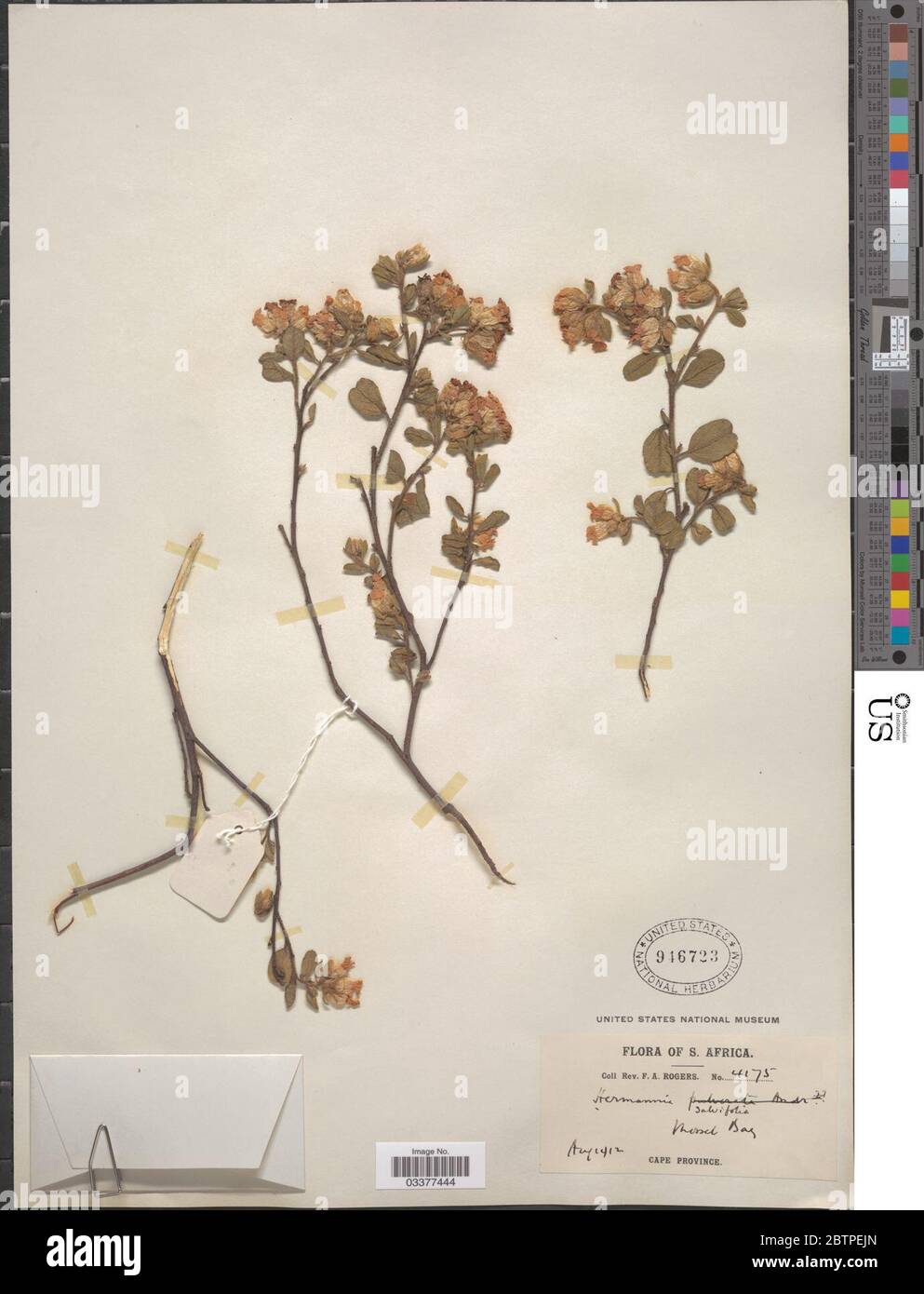 Hermannia salviifolia L f. Stock Photo