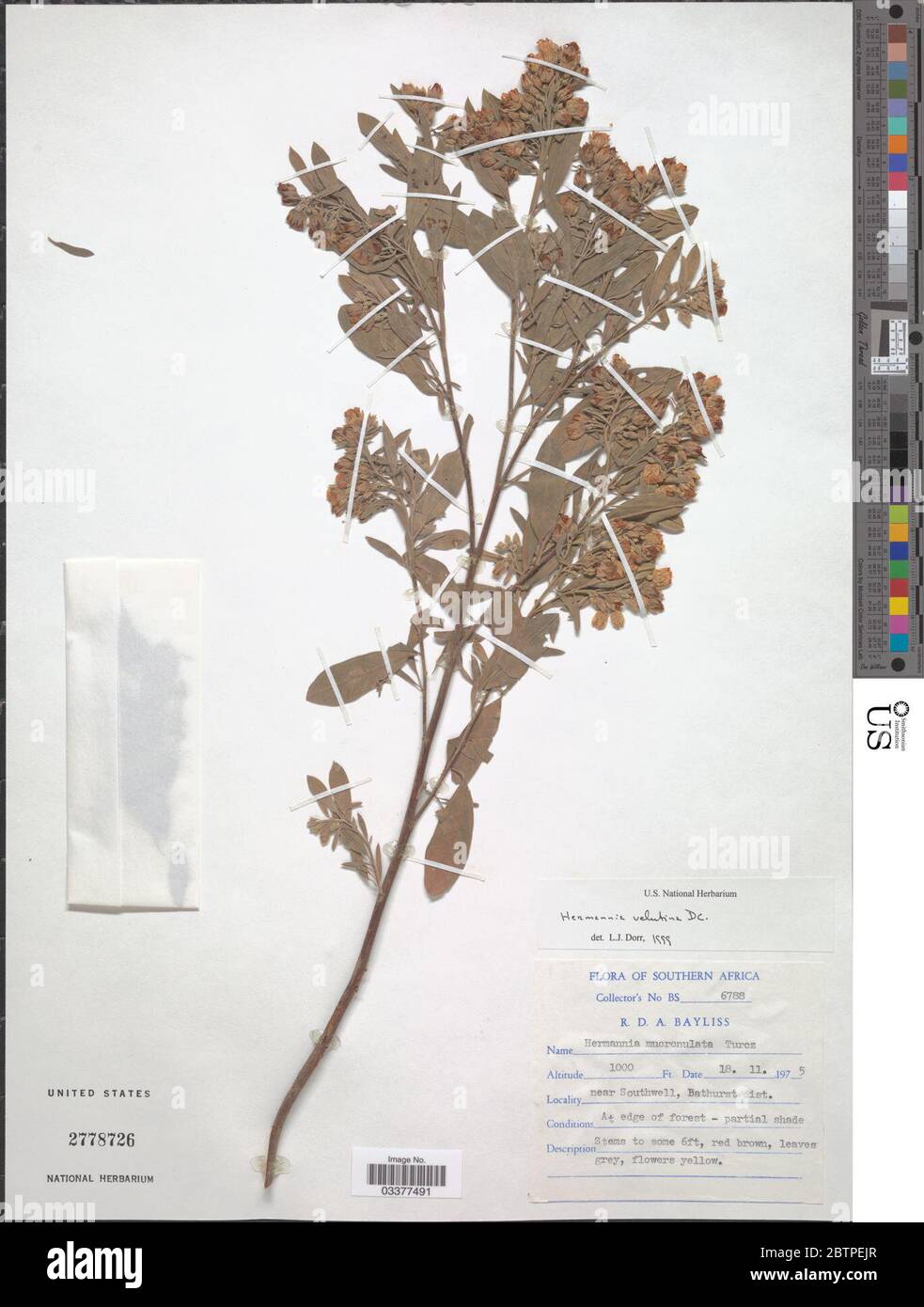 Hermannia velutina DC. Stock Photo