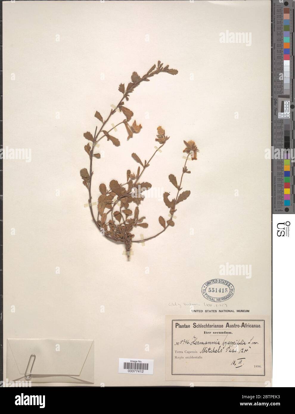 Hermannia hyssopifolia L. Stock Photo
