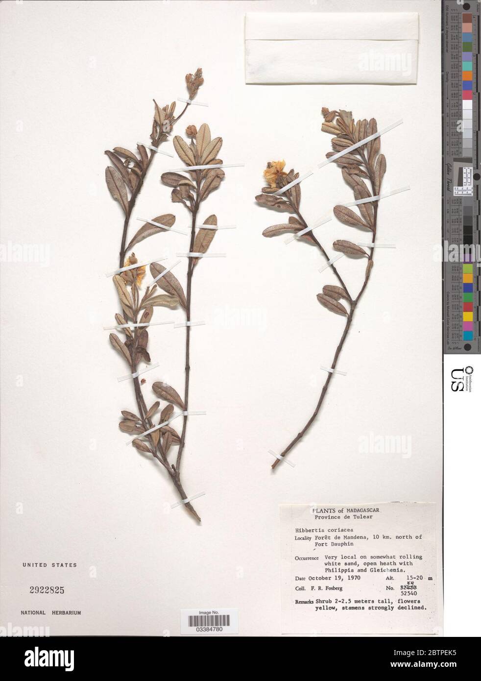 Hibbertia coriacea Pers Baill. Stock Photo