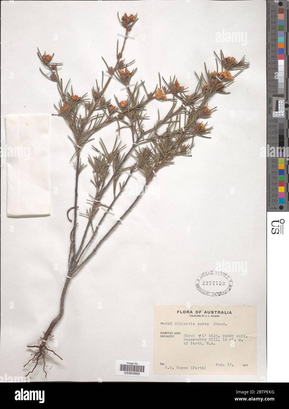 Hibbertia aurea Steud. Stock Photo