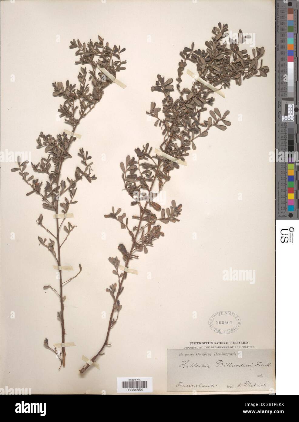 Hibbertia billardierei F Muell. Stock Photo