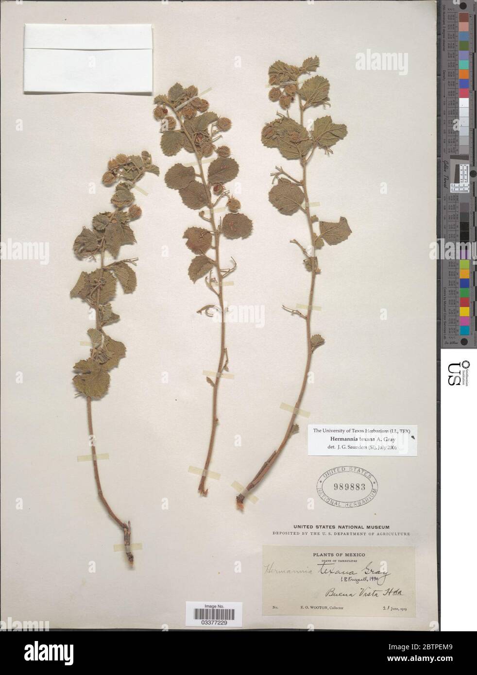 Hermannia texana A Gray. Stock Photo