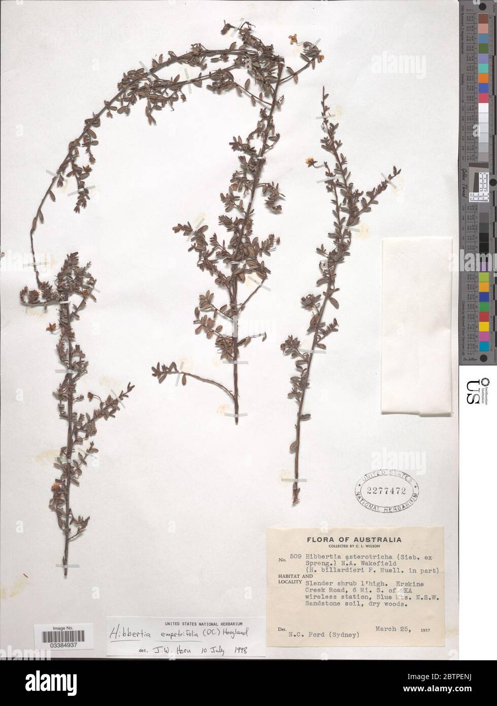 Hibbertia empetrifolia DC Hoogland. Stock Photo