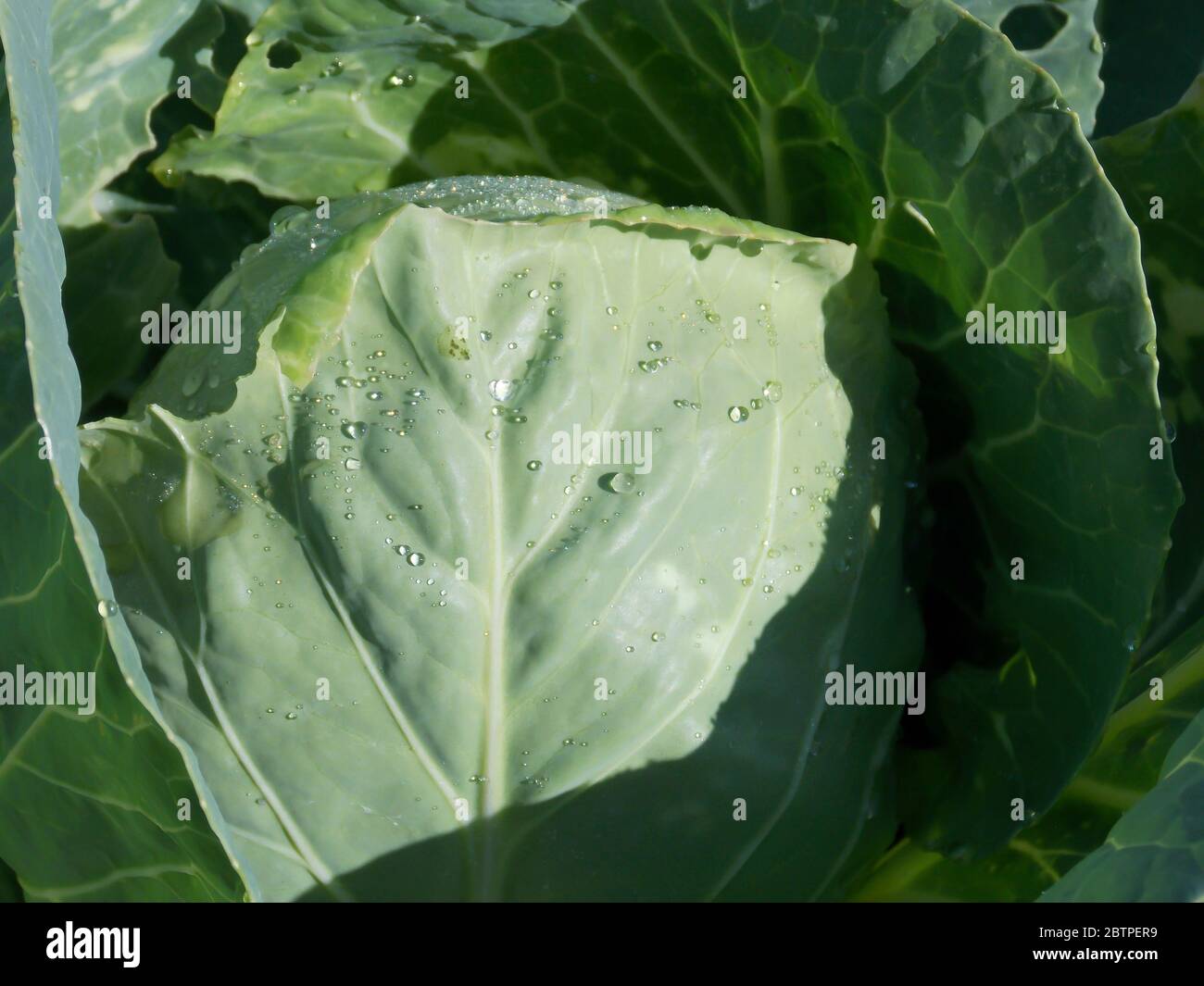 Fresh Healthy Green Cabbage Close-up Stock Photo