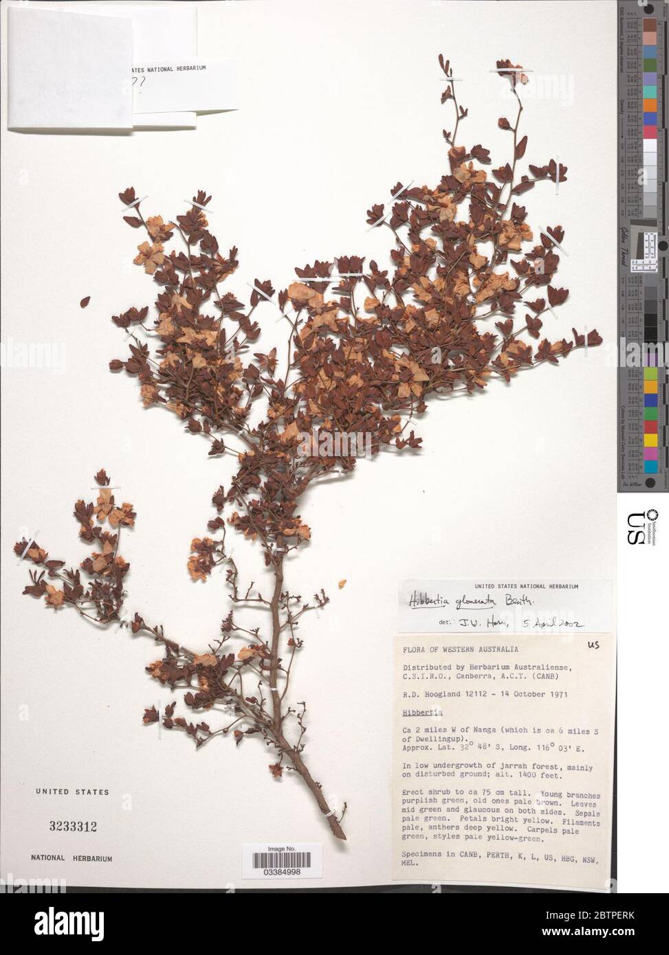 Hibbertia glomerata Benth. Stock Photo