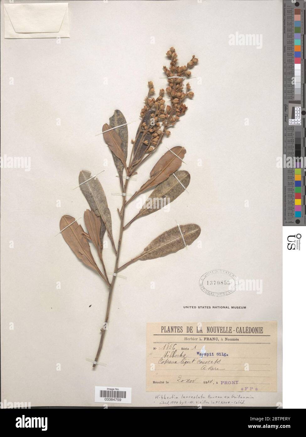 Hibbertia lanceolata Bureau ex Guillaumin. Stock Photo