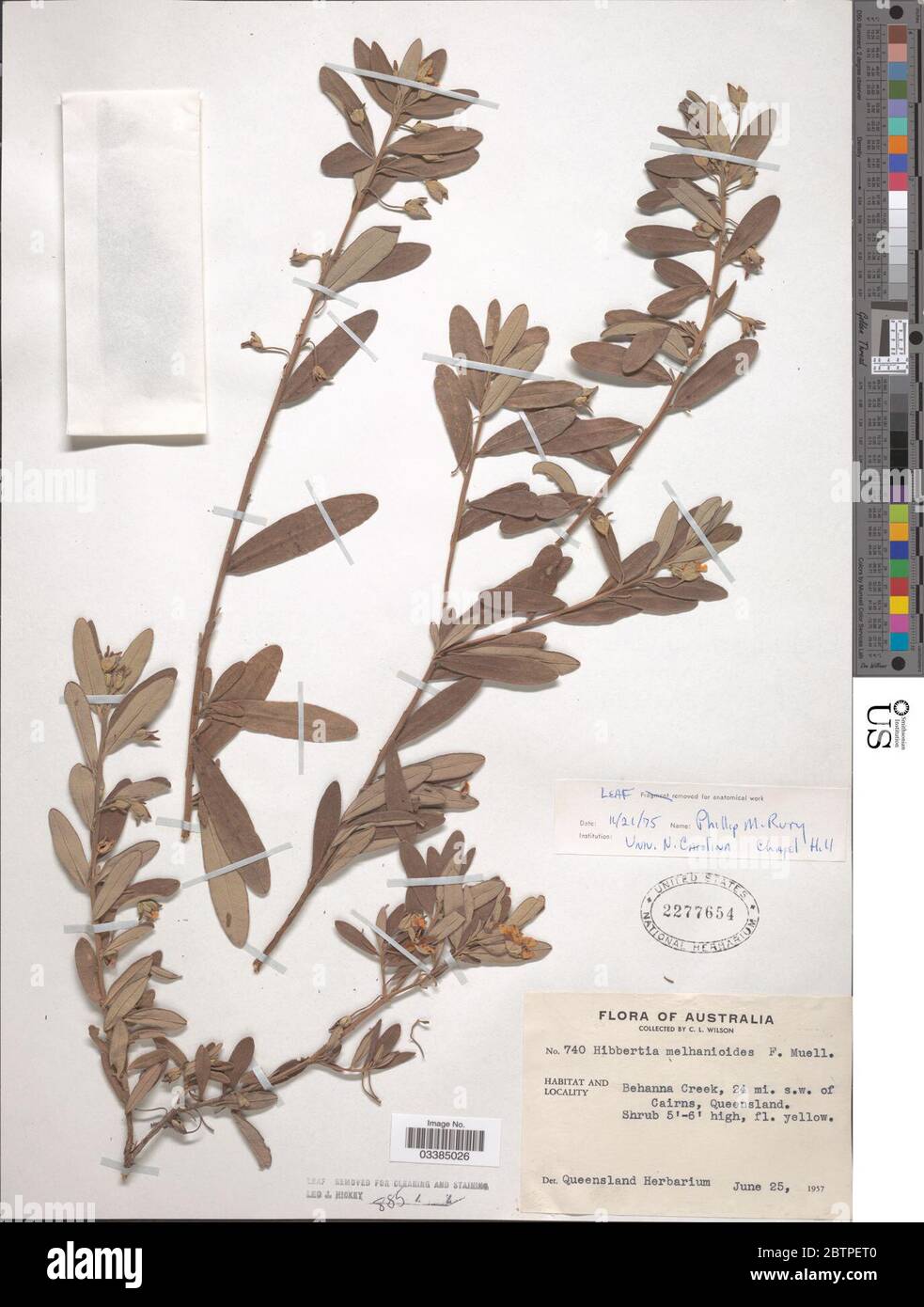 Hibbertia melhanioides F Muell. Stock Photo