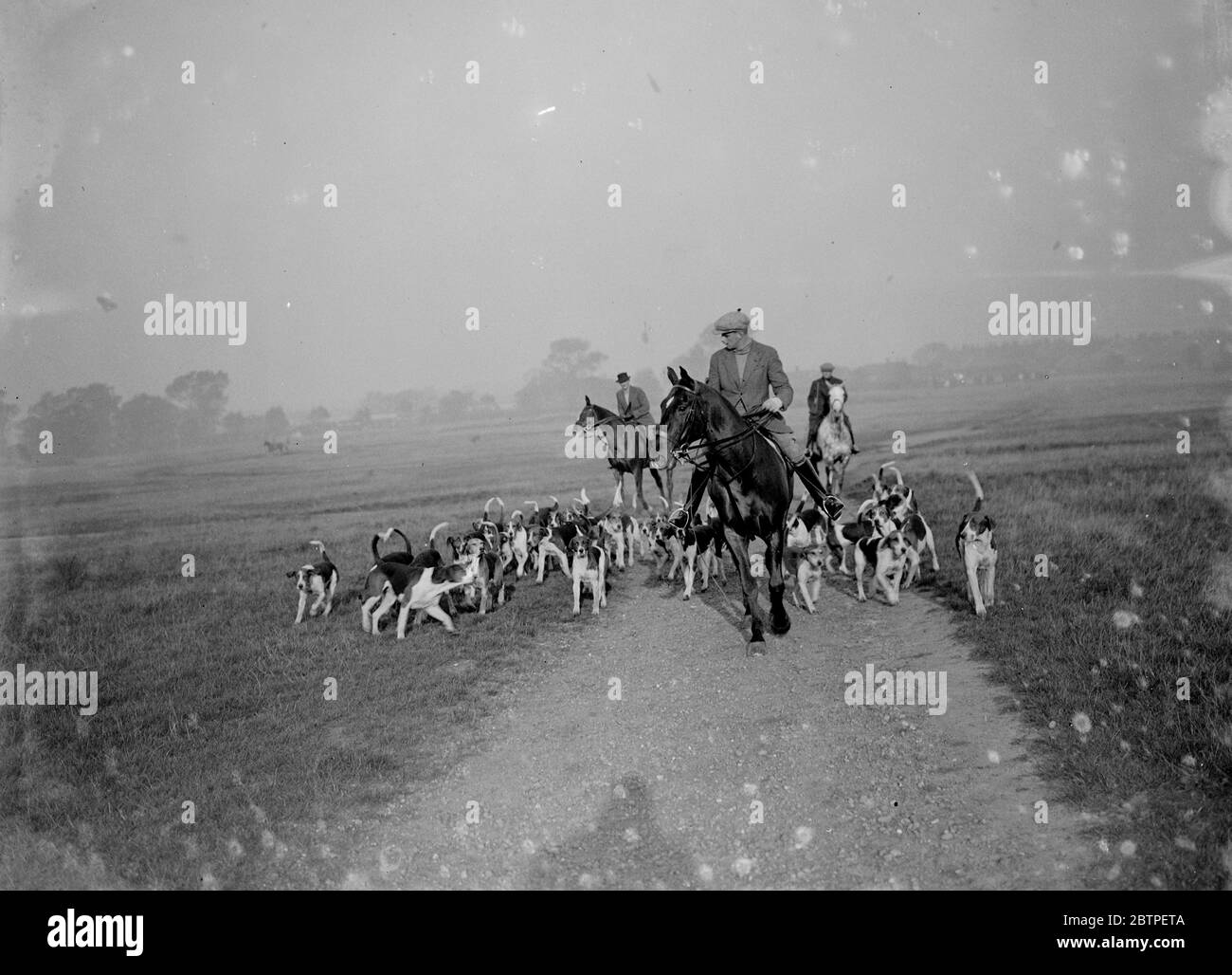 Exercising hounds , Blackheath . 1935 Stock Photo