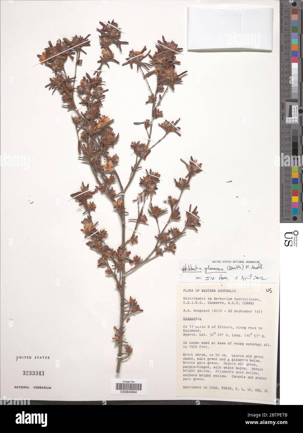Hibbertia glomerosa F Muell. Stock Photo