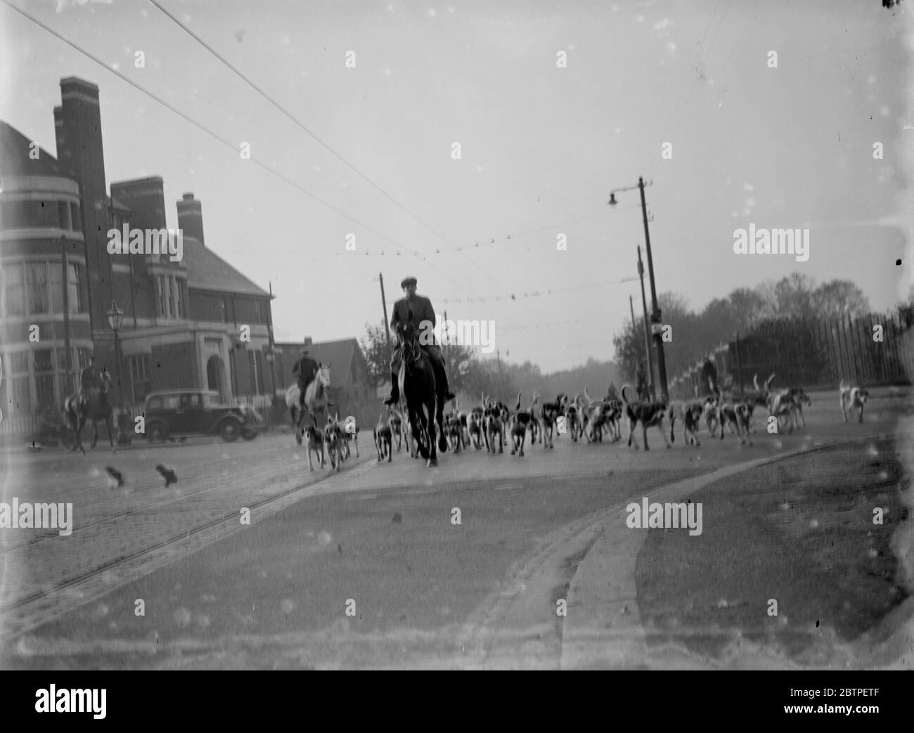 Exercising hounds , Blackheath . 1935 Stock Photo