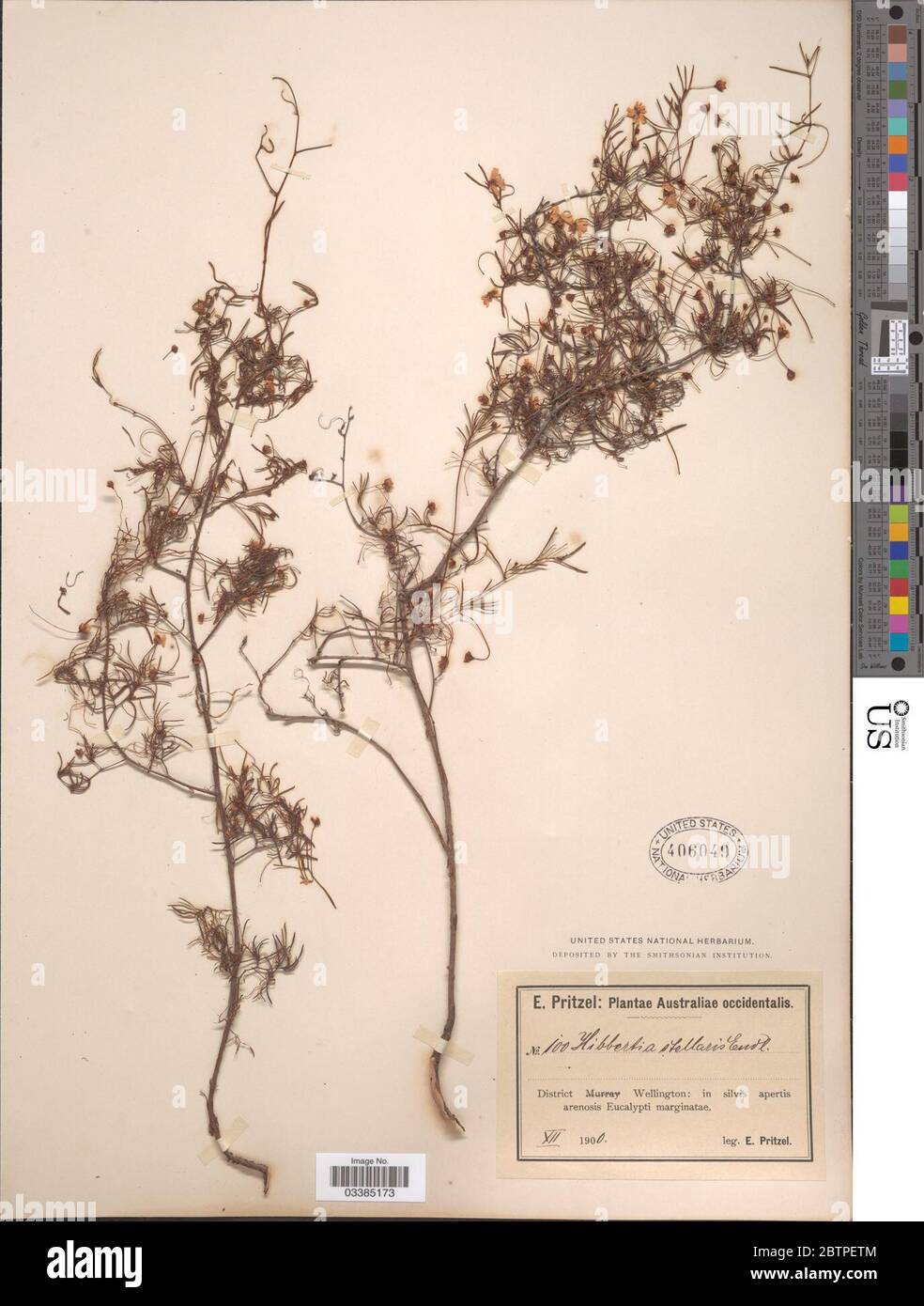 Hibbertia stellaris Endl. Stock Photo