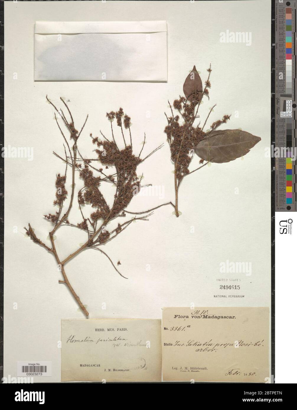 Homalium paniculatum Lam Benth. Stock Photo