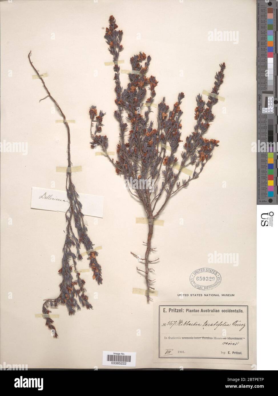 Hibbertia teretifolia Turcz F Muell. Stock Photo