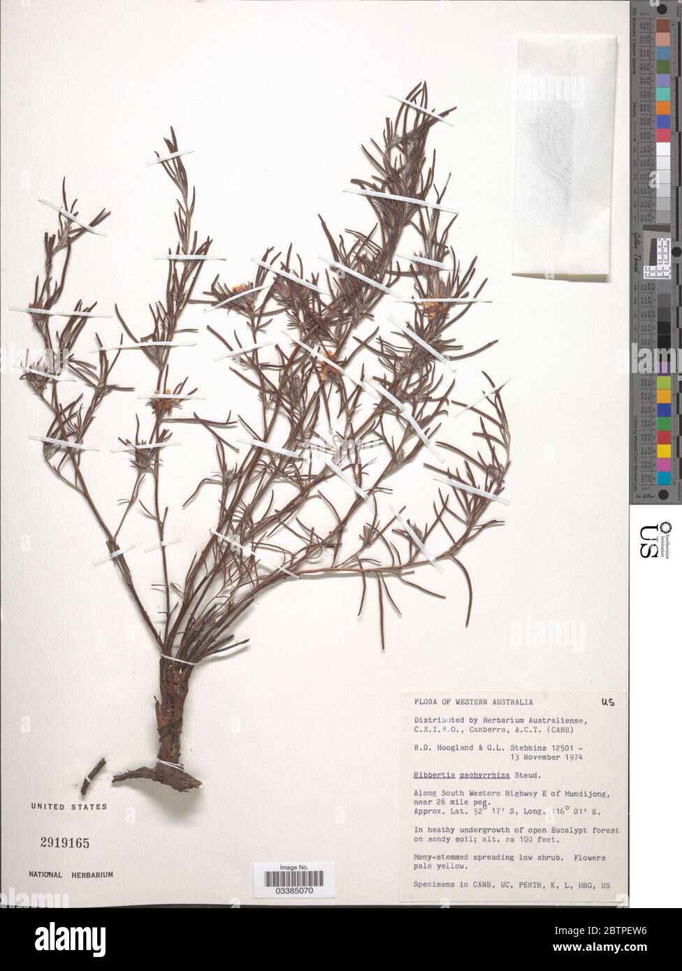 Hibbertia pachyrrhiza Steud. Stock Photo