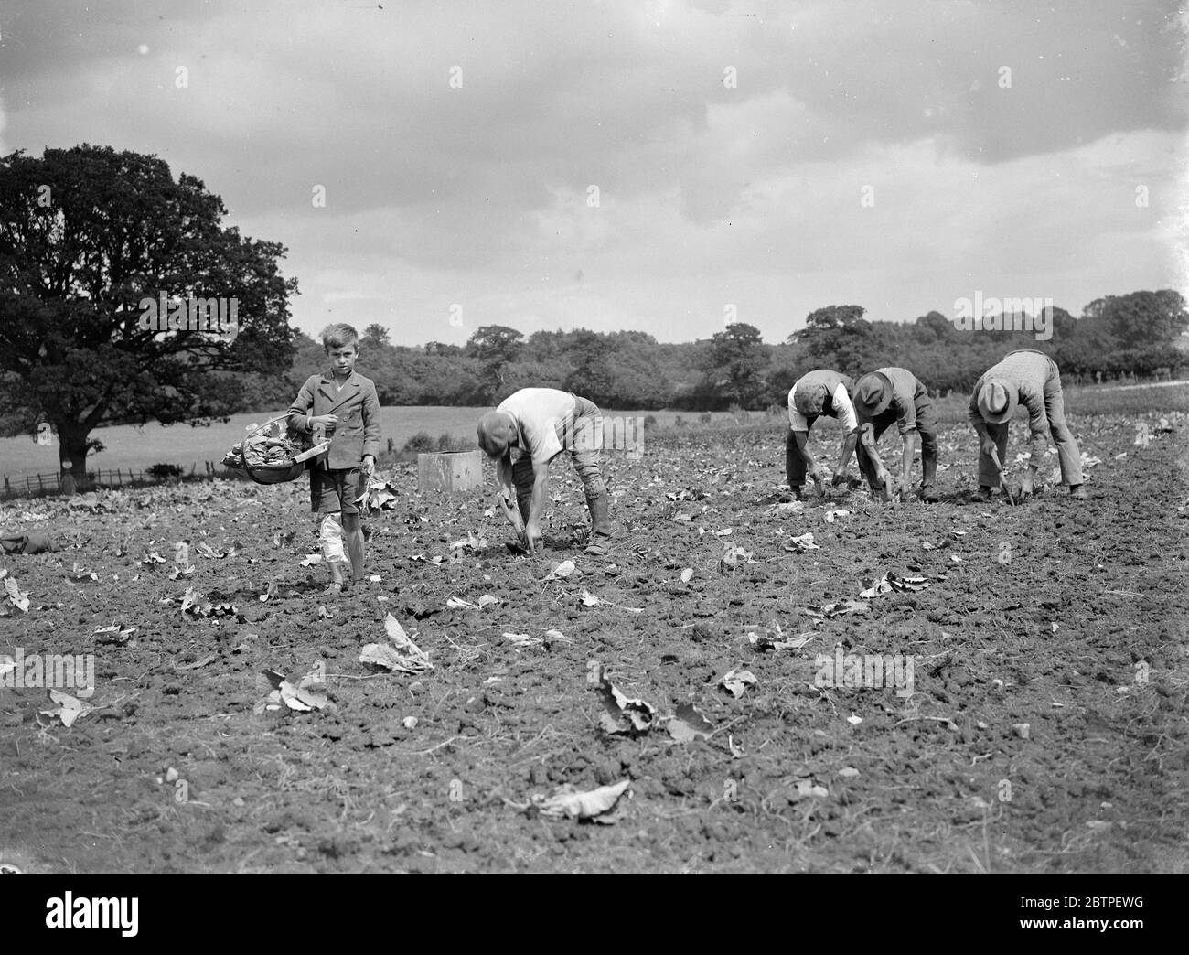 Farmworkers planting cabbages . 1935 Stock Photo