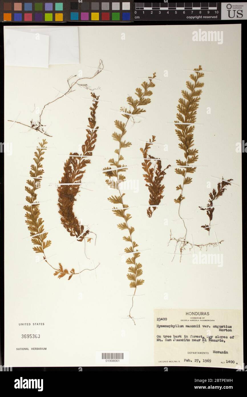 Hymenophyllum maxonii var angustius CV Morton. Stock Photo