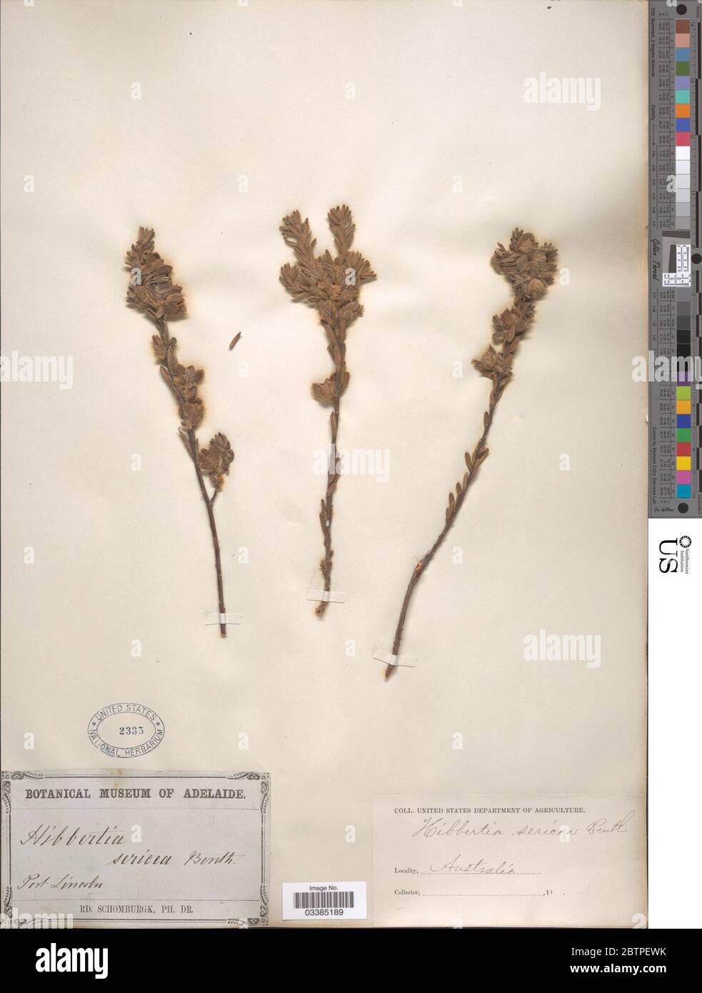Hibbertia sericea Benth. Stock Photo