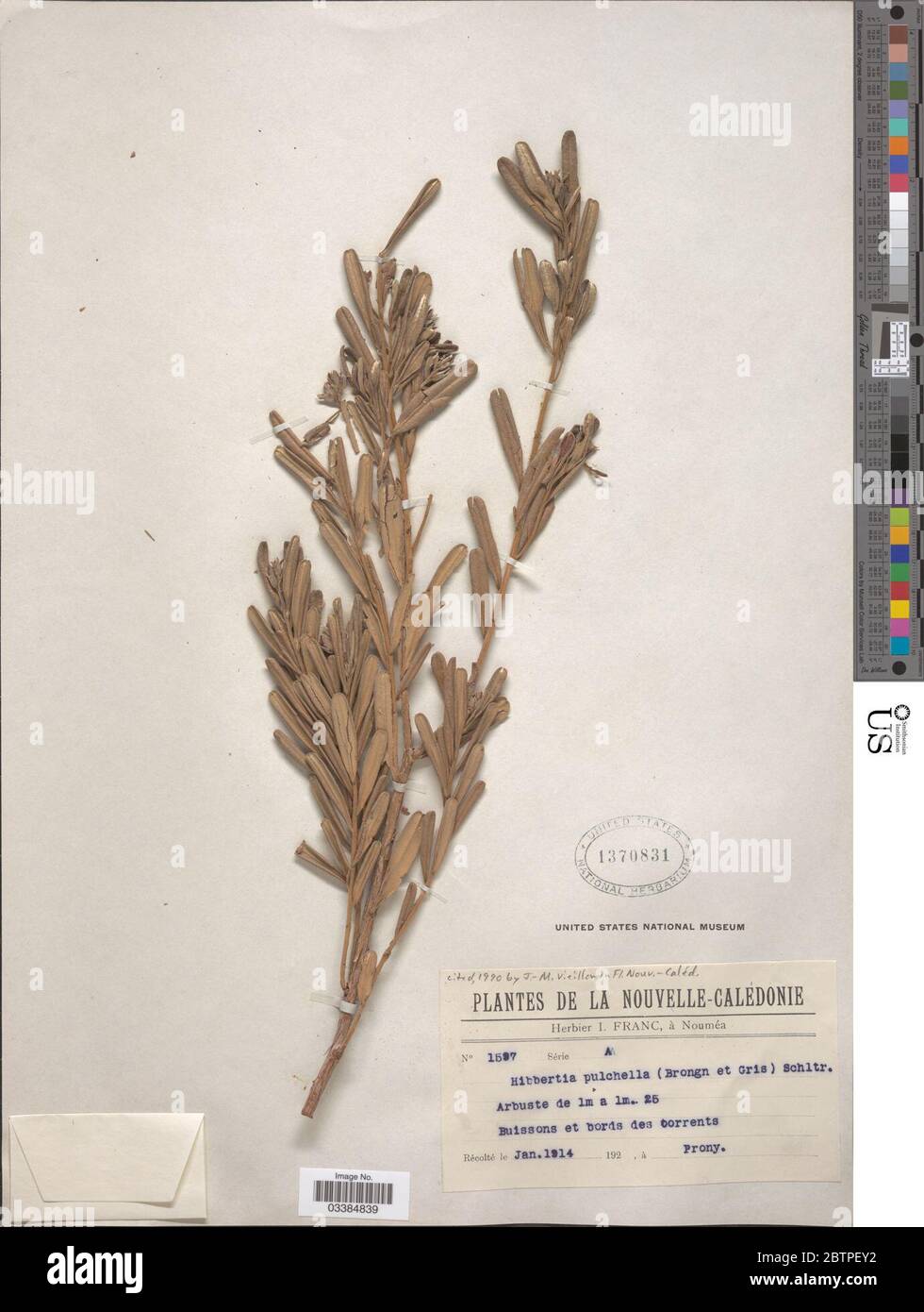 Hibbertia pulchella Brongn Gris Schltr. Stock Photo