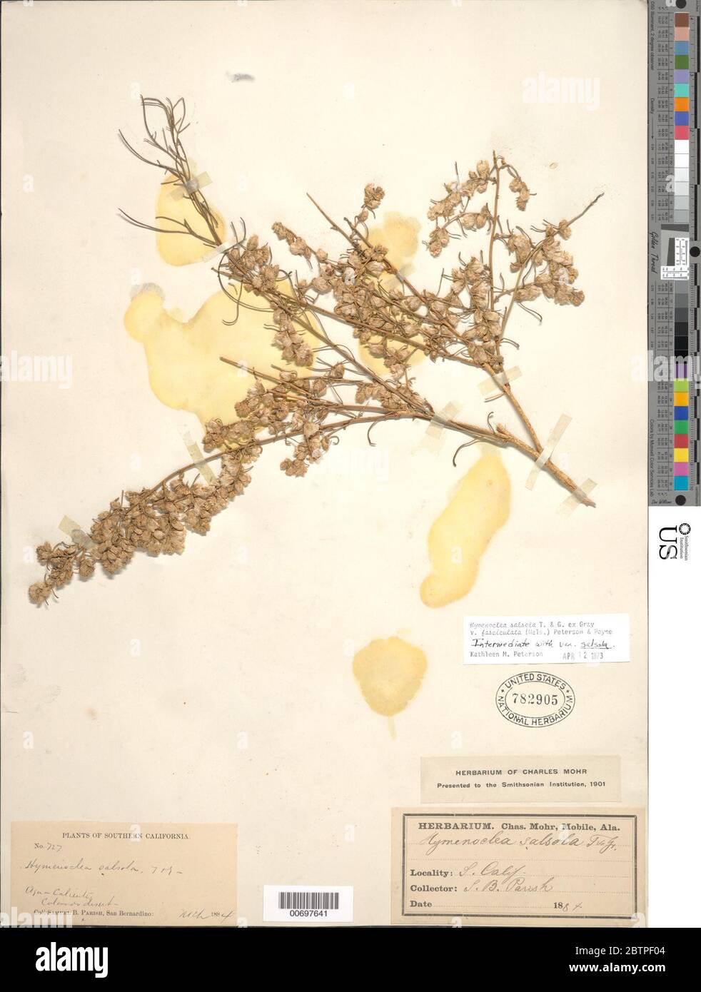 Hymenoclea salsola var fasciculata Torr A Gray ex A Gray. Stock Photo