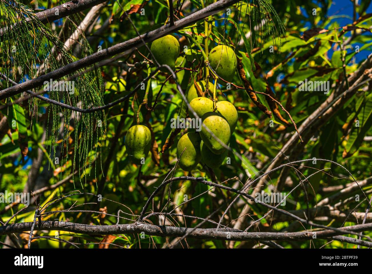 Ripe Mango fruits in a mango tree. Tropical forest Stock Photo Alamy