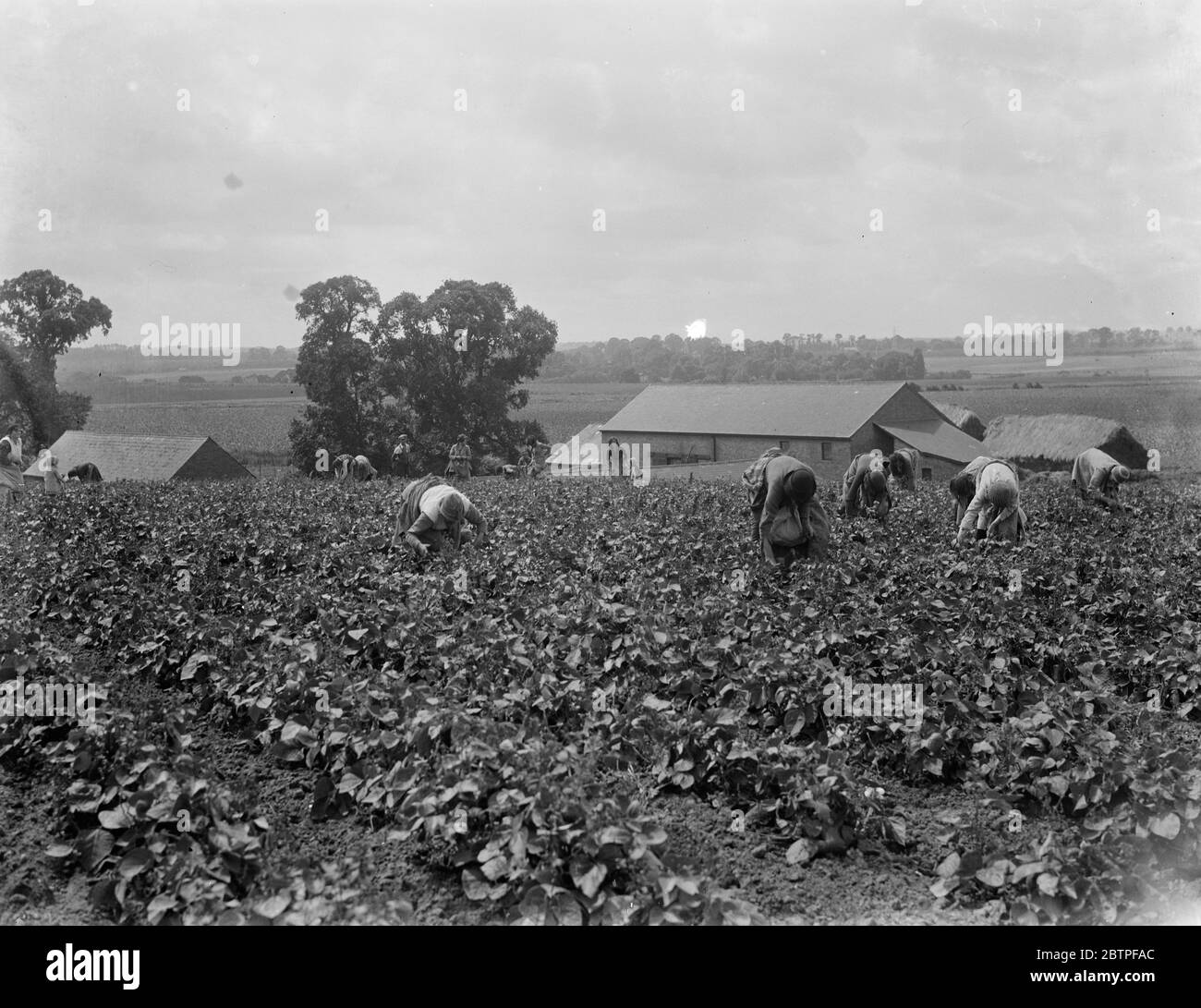 Bean picking in Gravesend . 1936 Stock Photo