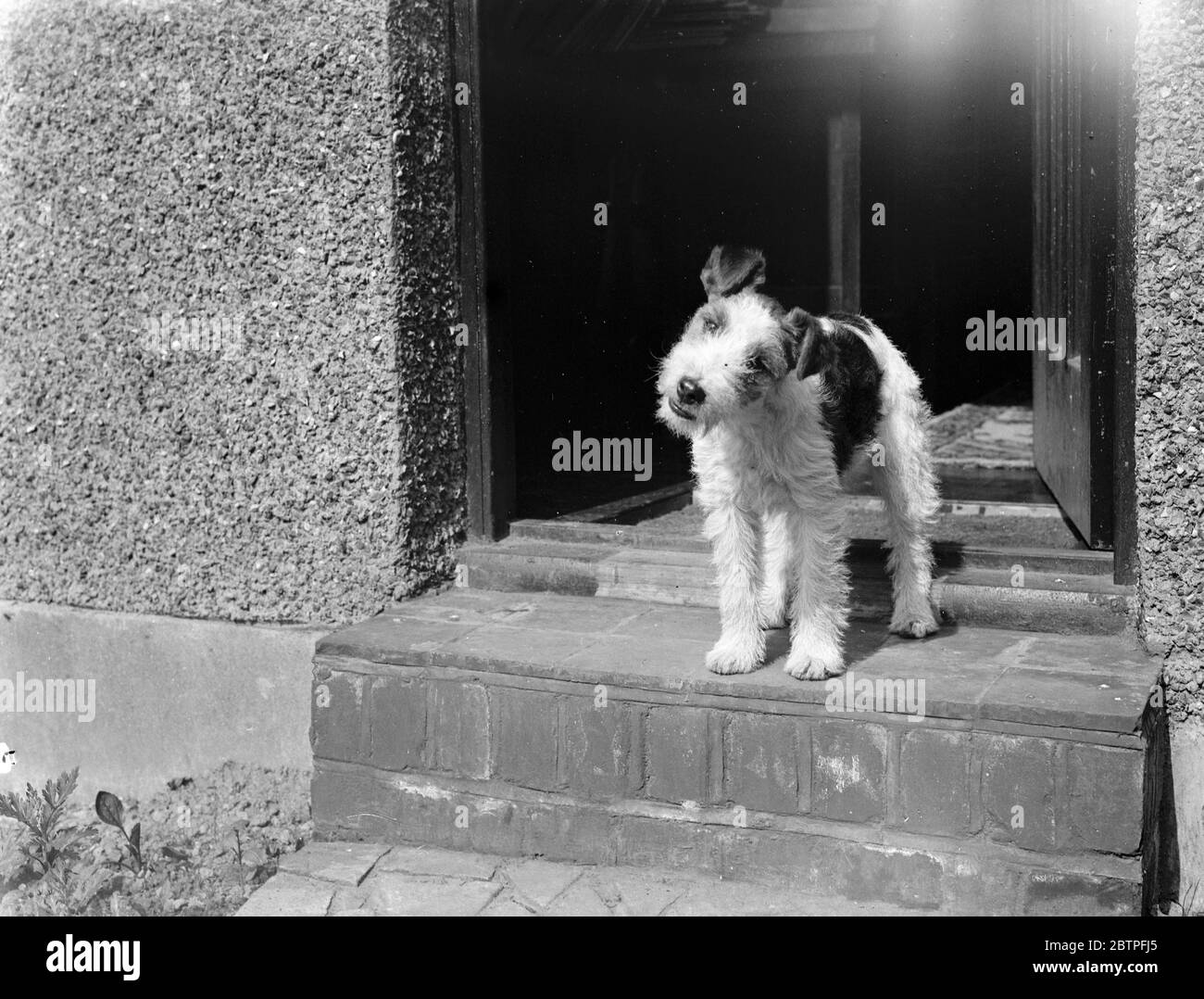 Mr Tophams dog Tony . 1939 Stock Photo