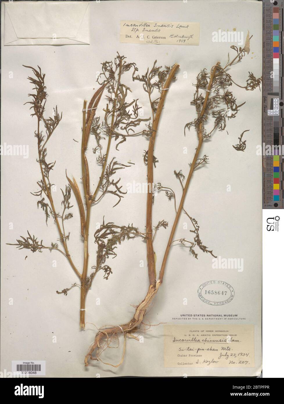 Incarvillea sinensis Lam. Stock Photo