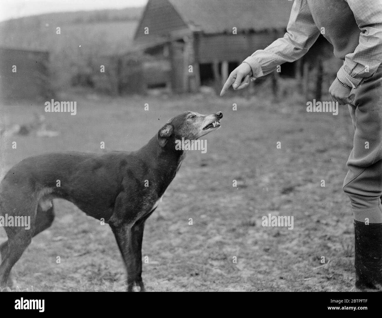 A greyhound . 1937 Stock Photo