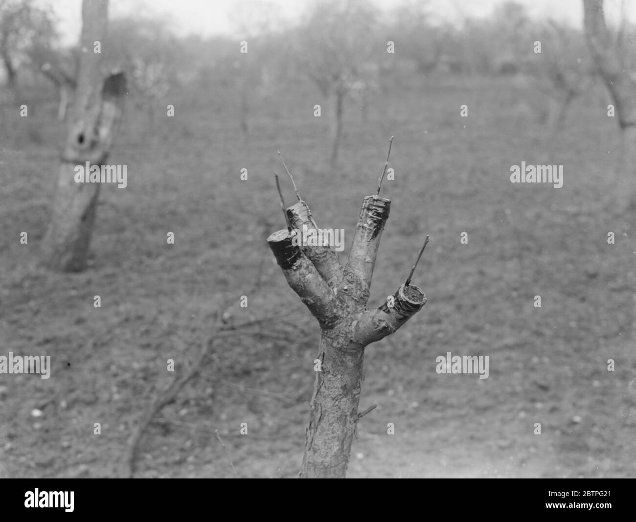 Apple tree grafting . 1939 Stock Photo Alamy