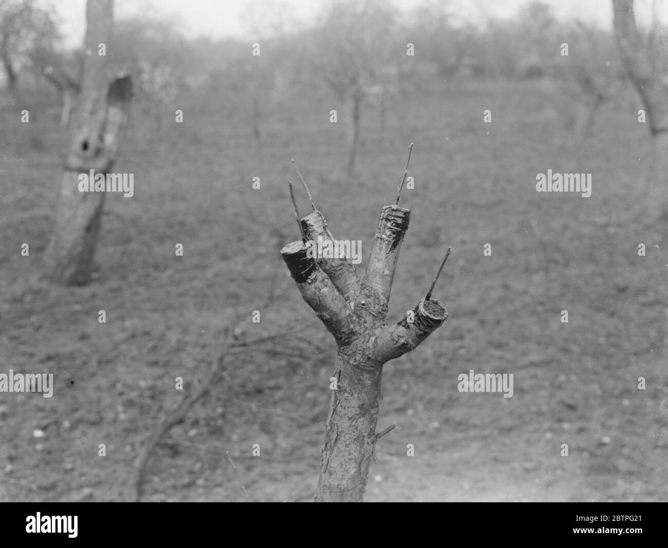 Apple tree grafting . 1939 . Stock Photo