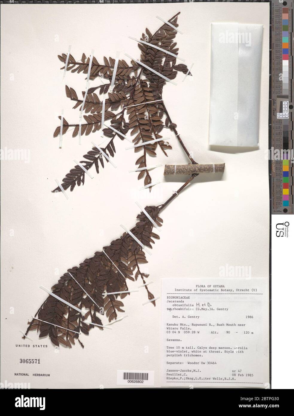Jacaranda obtusifolia subsp rhombifolia G Mey AH Gentry. Stock Photo