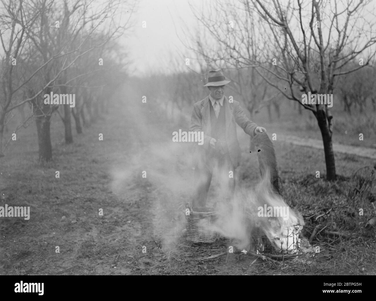 Fruit trees protection . A farm worker is burning insect traps . 1939 . Stock Photo
