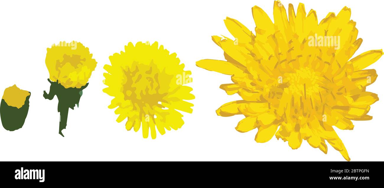 Taraxacum officinale yellow flower set, from small to bigger vector illustration Stock Vector