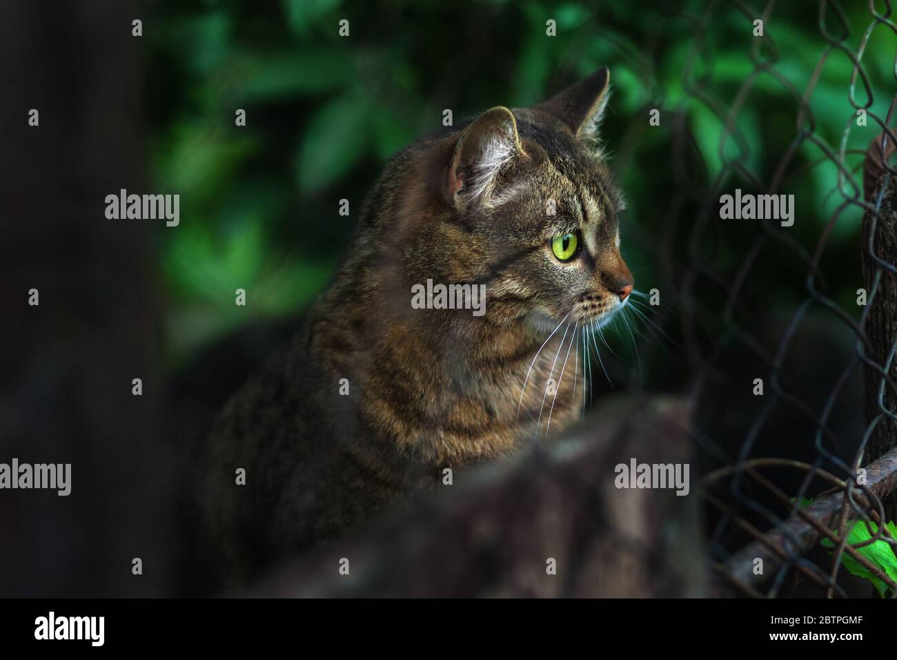 A homeless tabby cat sits behind a fence and looks with bright green eyes. on a dark background. Selective focus Stock Photo