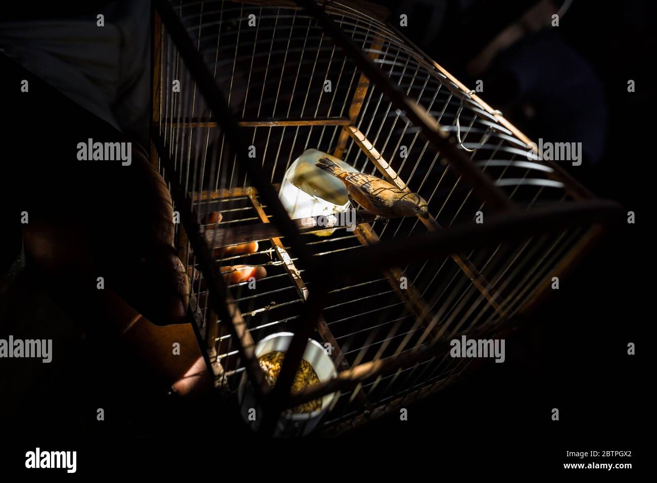 A pet bird (a wild canary) is seen inside a birdcage hung in the shadow in the bird market in Cartagena, Colombia. Stock Photo