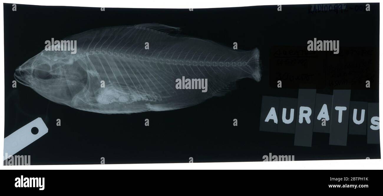 Psectrogaster auratus. Radiograph is of a type; The Smithsonian NMNH Division of Fishes uses the convention of maintaining the original species name for type specimens designated at the time of description. The currently accepted name for this species is Psectrogaster rutiloides.24 Oct 20181 Stock Photo