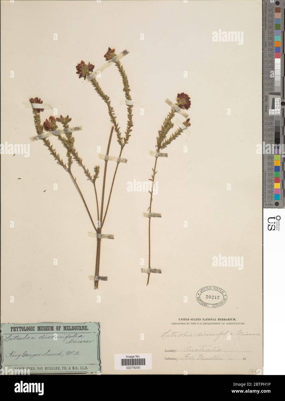 Latrobea diosmifolia Benth Benth. Stock Photo
