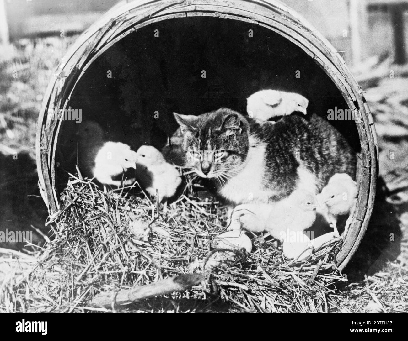 An unusual foster mother . A cat mothering a brood of chicks is one of the queer vagaries of nature almost impossible to explain . A cat on a poultry farm at Toledo , U S A has hatched out a brood of chicks , keeping her station sitting on the eggs during the time of their incubation . The cat with her hatched out brood of chicks . 15 March 1932 Stock Photo