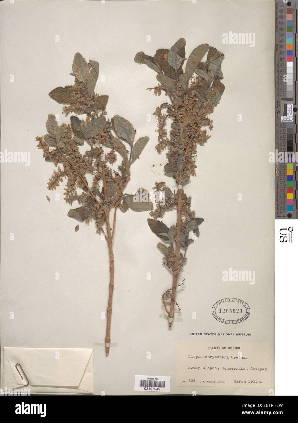 Lippia chrysantha Greenm. Stock Photo